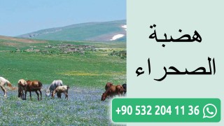 هضبة الصحراء